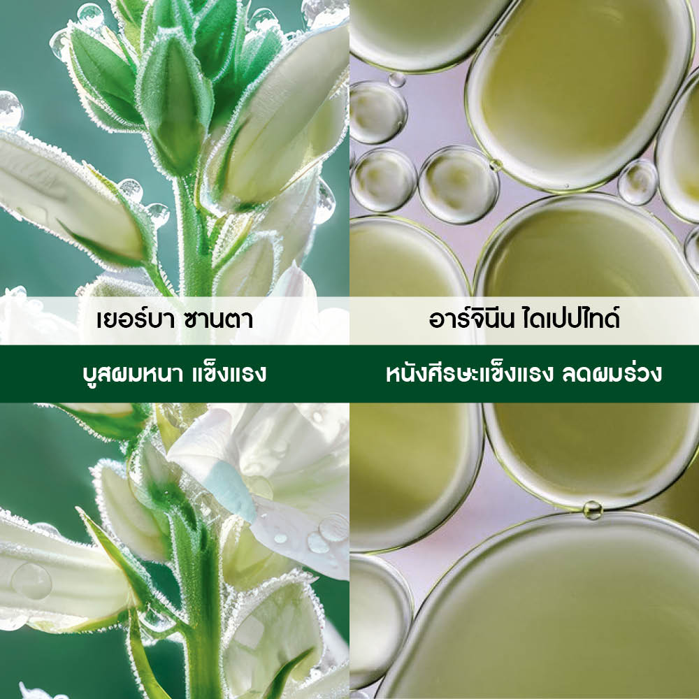 แอนตี้-แฮร์ลอส แฮร์ เดนซิฟายอิ้ง บูสเตอร์ 195 มล.