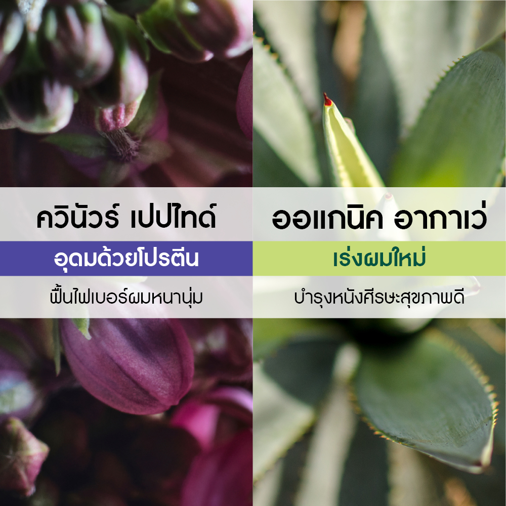 โวลลุ่ม วิท ควินัวร์ เปปไทด์ พลัมปิ้ง แชมพู 300 มล.
