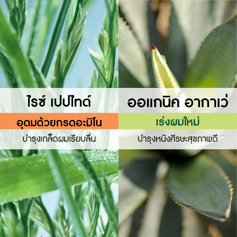 สมูธติ้ง วิท ไรซ์ เปปไทด์ สมูธติ้ง แชมพู 300 มล.