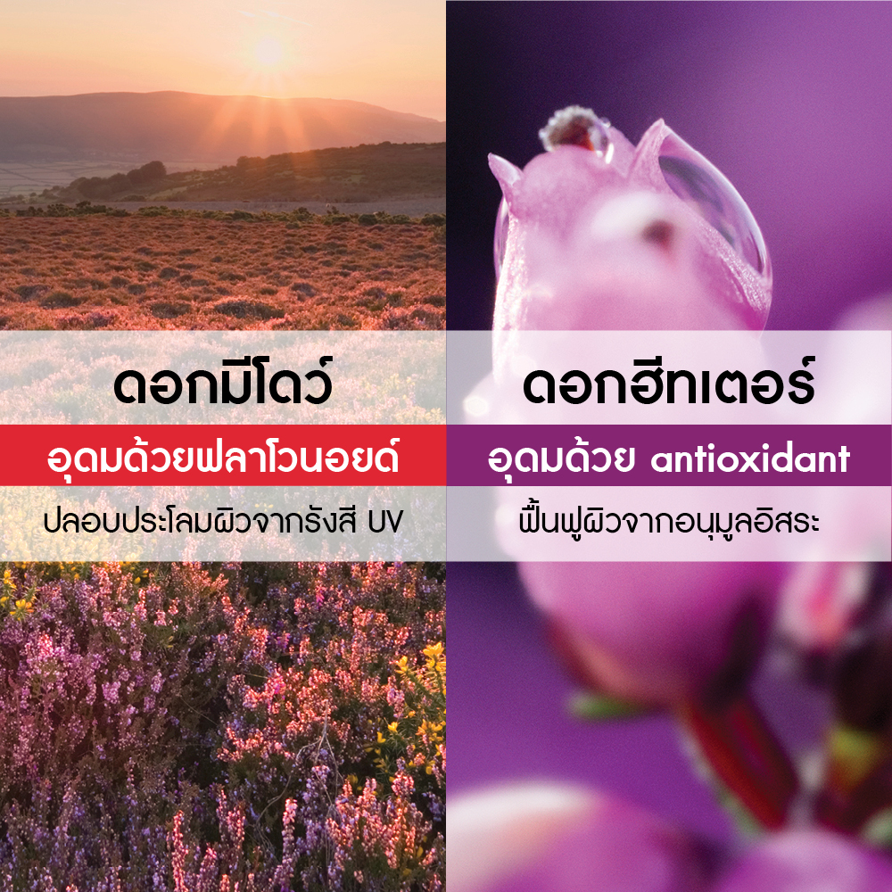 มีโดว์ ฟลาวเวอร์ แอนด์ ฮีทเตอร์ รีแลคซิ่ง บาธ แอนด์ ชาวเวอร์ เจล (อีโค-รีฟีล) 600 มล.